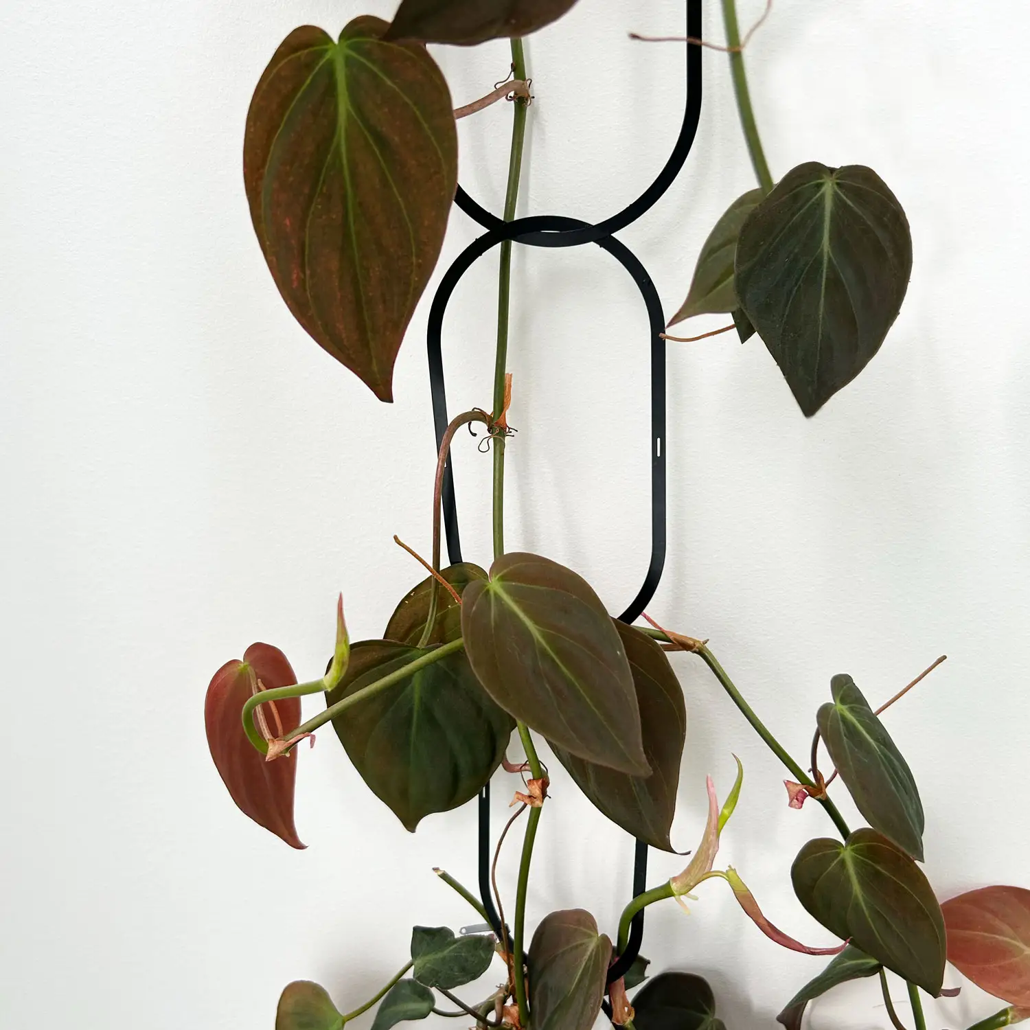 Botanopia Chain Support