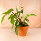 Botanopia Golden Mini Plant Stakes