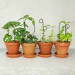 Botanopia Black Mini Plant Stakes