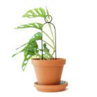 indoor plant support