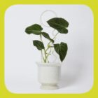 White Plant Support