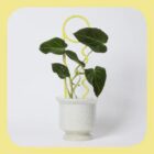 Butter Plant Pin For Indoor Plants