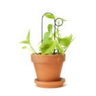 Indoor plant support botanopia