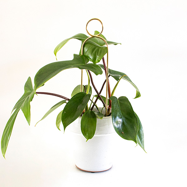 Indoor plant support botanopia
