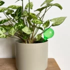 Self watering globes small green