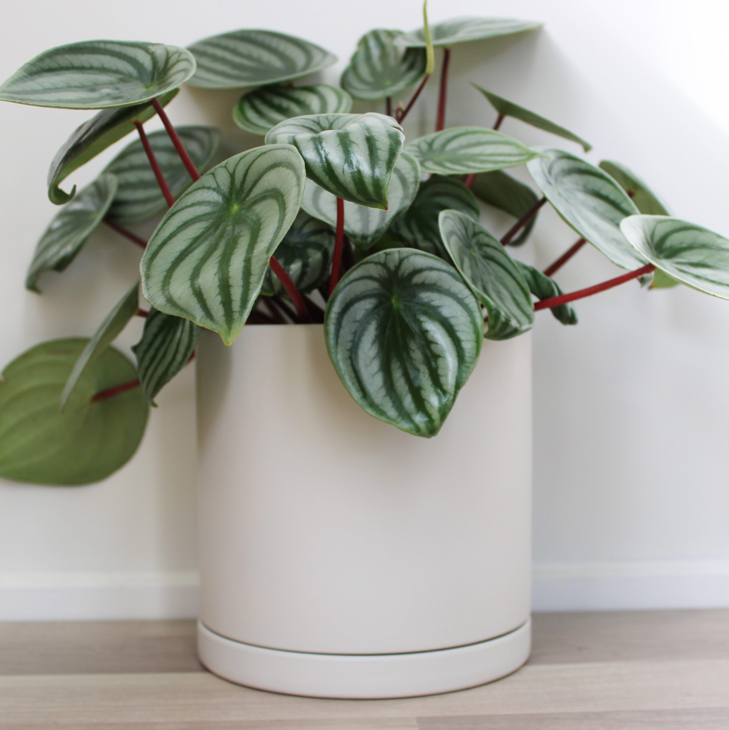 Houseplant ceramic planter pot