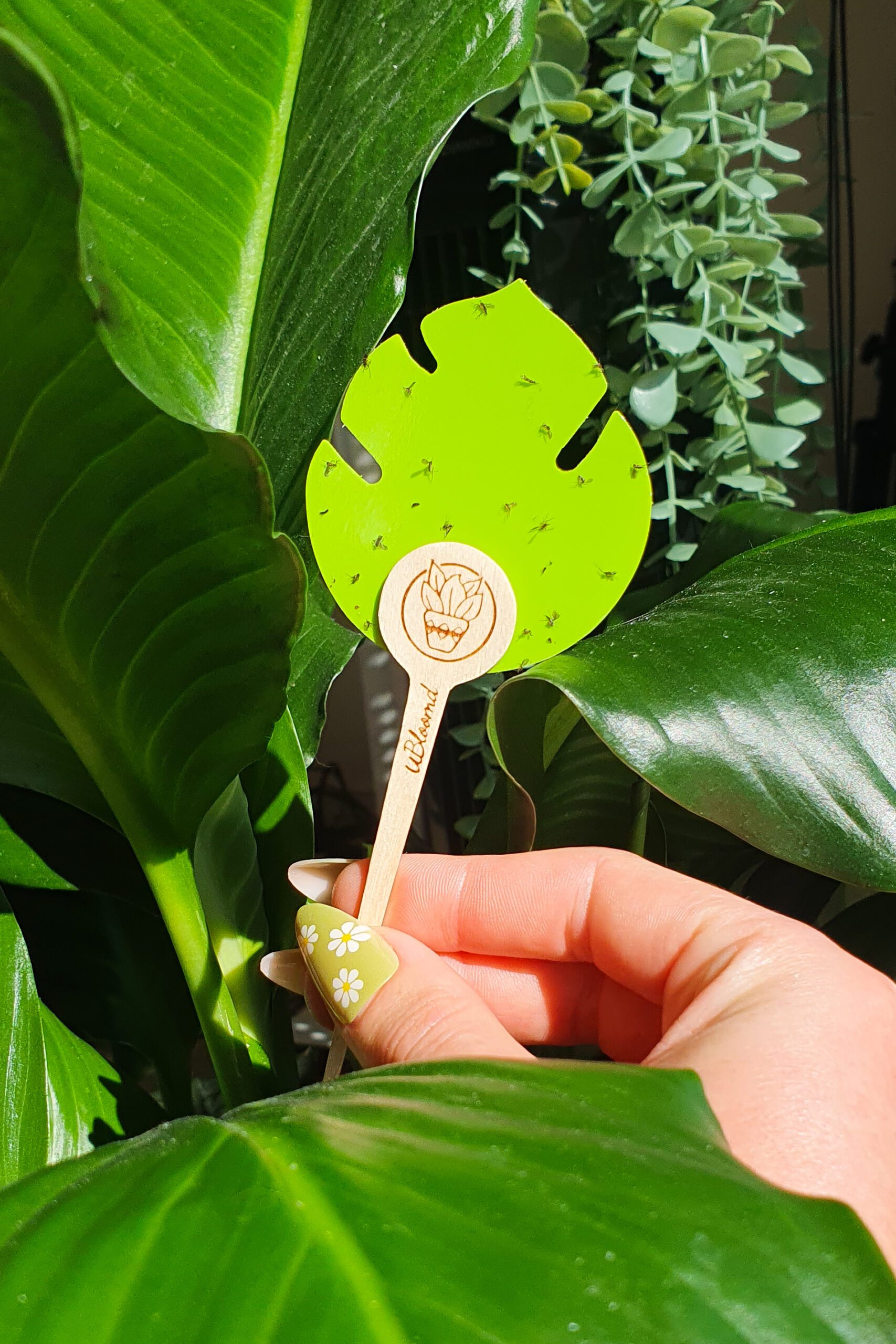 Monstera uBloomed Stealth Sticky Trap