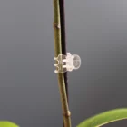 Clear Support Claw Clips Orchid