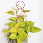Daze Plant Support Lilac