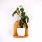 Daze Indoor Plant Support Sage