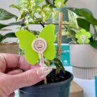 uBloomd Green Sticky Traps for fungus gnats - Nature Collection