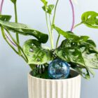 Self Watering Globes - Small Blue