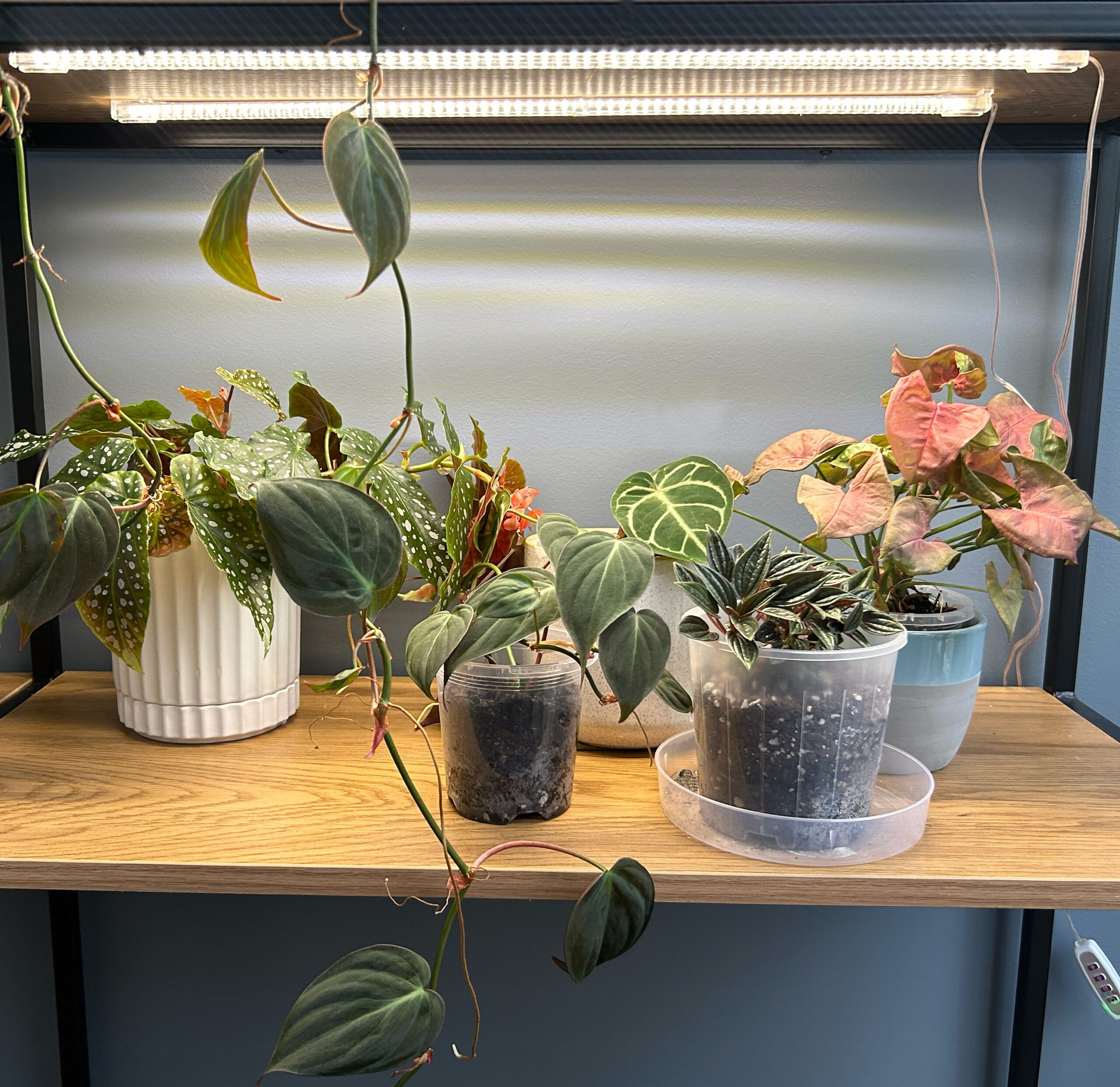 Indoor Plant LED Grow Light