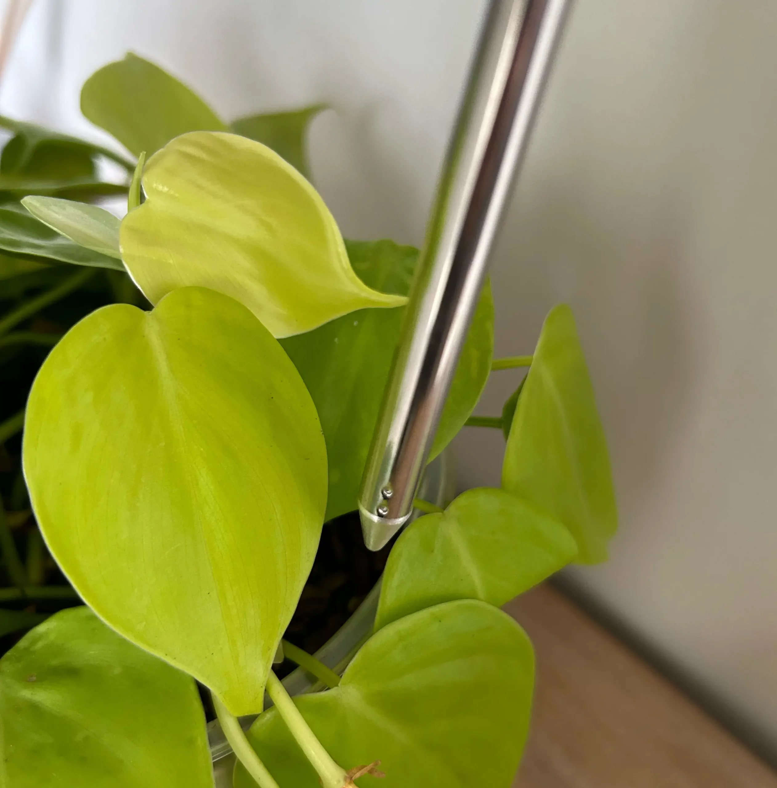 Halo LED Grow Light for plants