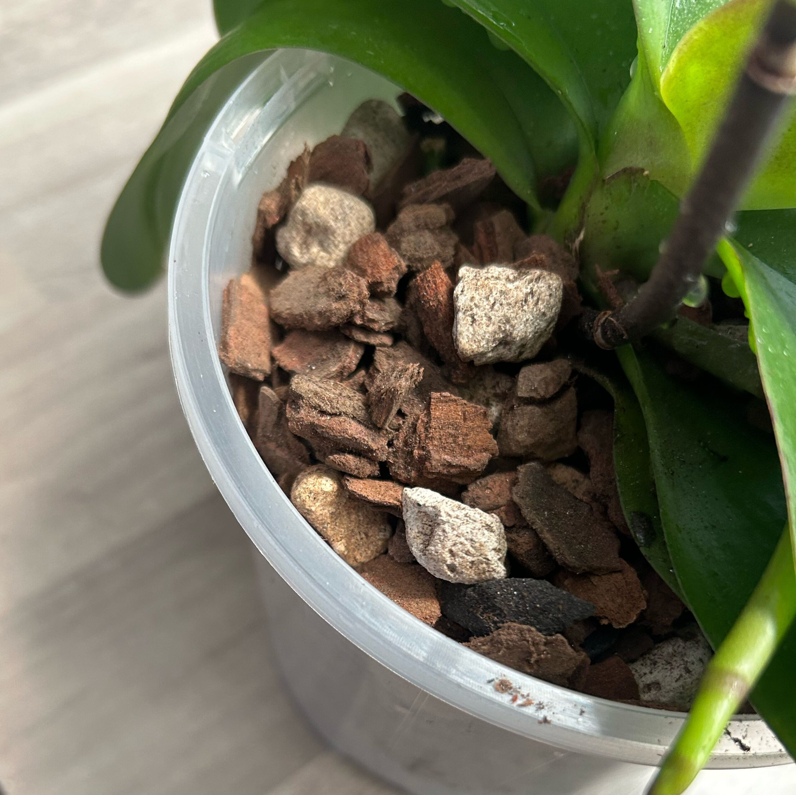 Bio Leaf Premium Orchid Potting Mix Coarse