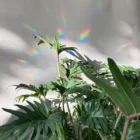 Botanopia Rainbow Maker for windows